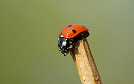 Ladybug (Coccinella septempunctata)